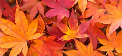 se_momiji_otiba.png