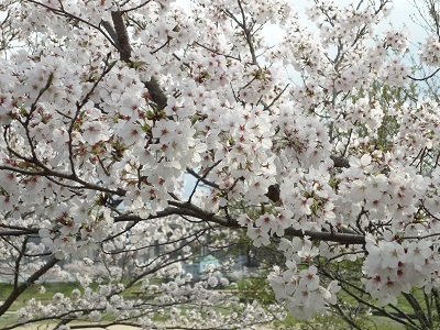 se_sakura2017_2.jpg