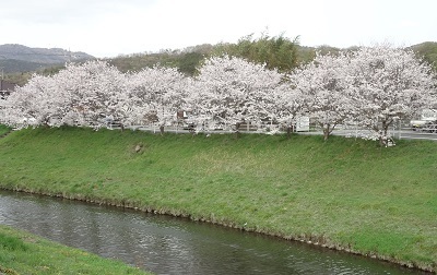 se_sakura2017_3.jpg