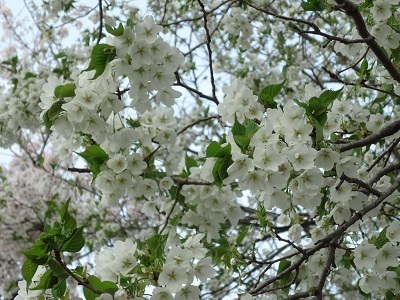 se_sakura2017_4.jpg